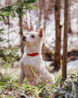 Фото №4. Продажа беспородную в Москова частное объявление - цена Бесплатно