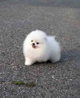 Фото №2 к объявлению №167354 о продаже померанского шпица - купить в Германии частное объявление