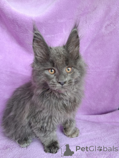 Дополнительные фото: Шикарные котята мальчики