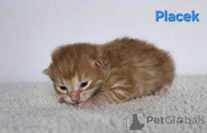 Фото №1. курильский бобтейл - купить в Небольшие трубы за договорная. Объявление №159006