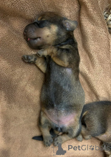 Фото №4. Продажа таксу в Барселоне заводчик - цена 37107₽