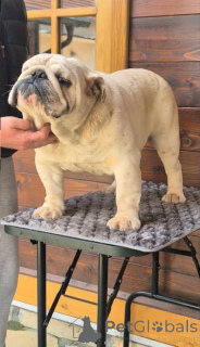 Фото №2 к объявлению №138894 о продаже  - купить в Сербии заводчик