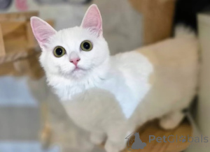 Фото №3. Котята Манчкин. Германия