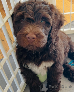 Фото №4. Продажа португальскую водяную собаку в Амстердам частное объявление, заводчик - цена 62908₽