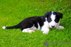 Фото №3. Adorable Border Collie puppies for free adoption.  Германия