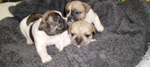 Фото №2 к объявлению №147047 о продаже французского бульдога - купить в Украине частное объявление