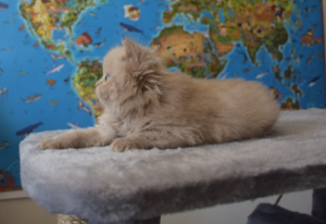 Фото №2 к объявлению №2324 о продаже шотландская (скоттиш страйт) - купить в России из питомника