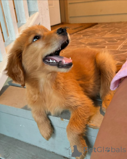 Фото №3. Очаровательные щенки золотистого ретривера, 2 месяца идеальных семейных.  Венгрия