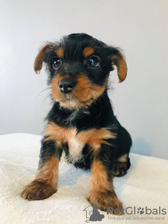 Фото №3. Teacup Yorkshire Terrier Puppy for free adoption.  Германия