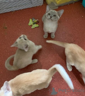 Фото №2 к объявлению №144458 о продаже бурма - купить в Австрии заводчик