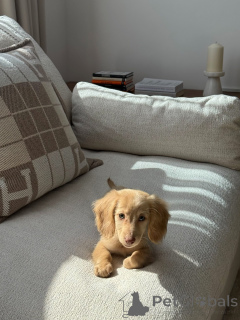 Фото №2 к объявлению №165633 о продаже таксу - купить в Германии частное объявление, заводчик