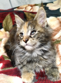 Фото №3. Продаются котята породы мейн-кун. Россия