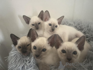 Фото №1. сиамская - купить в Плохой Кройзнек за договорная. Объявление №162310