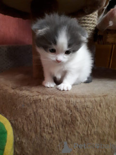 Фото №2 к объявлению №105556 о продаже шотландская вислоухая (скоттиш фолд) - купить в России частное объявление