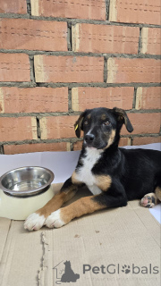 Фото №2 к объявлению №139049 о продаже беспородную - купить в России частное объявление