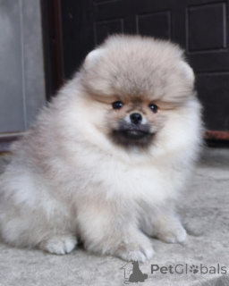 Фото №4. Продажа йоркширского терьера в Хельсинки частное объявление, заводчик - цена Бесплатно