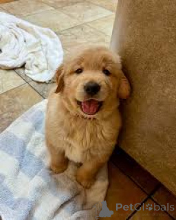 Фото №4. Продажа золотистого ретривера в Вена частное объявление, заводчик - цена 92767₽