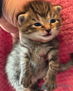 Фото №3. Бенгалия. Германия