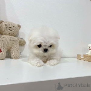 Фото №2 к объявлению №163360 о продаже  - купить в Польше 