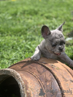 Дополнительные фото: Hello, french bulldog puppies for sale.