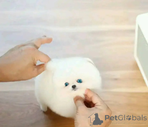 Фото №1. померанский шпиц - купить в Брюсселе за договорная. Объявление №162798