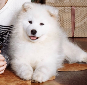 Фото №2 к объявлению №1087 о продаже самоедскую собаку - купить в России частное объявление