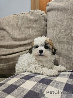 Фото №1. бишон фризе, мальтийская болонка - купить в Виллах за 46384₽. Объявление №144495