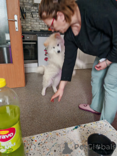 Фото №3. Самуайеду Уэлпен.  Австрия