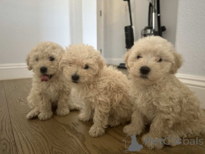 Фото №1. мальтипу - купить в Байербах за 83490₽. Объявление №150135