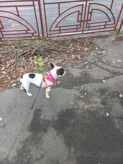 Фото №1. французский бульдог - купить в Глазго за договорная. Объявление №151725