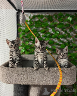 Фото №1. бенгальская - купить в Лозанна за 69575₽. Объявление №152705