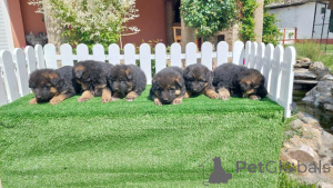 Фото №4. Продажа оттерхаунда в Белграде  - цена договорная