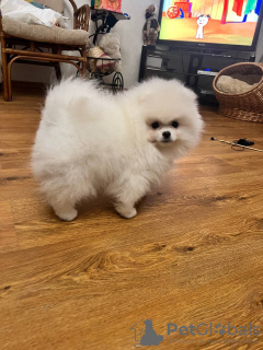 Фото №2 к объявлению №131346 о продаже померанского шпица - купить в России из питомника