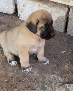 Фото №2 к объявлению №158698 о продаже беспородную - купить в Австралии заводчик