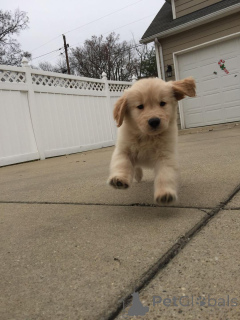 Фото №3. Urocze szczenięta золотистый ретривер do adopcji v.  Польша