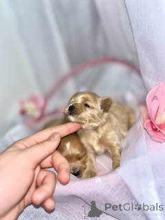 Фото №1. мальтипу - купить в Абу -Даби за 139151₽. Объявление №163303