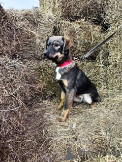 Фото №2 к объявлению №139213 о продаже беспородную - купить в России 