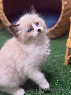 Фото №3. Мягкая, сладкая и солнечная Дейзи украсит каждый уголок вашего сердца.. Швеция