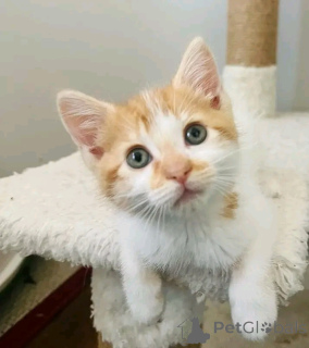 Фото №2 к объявлению №160941 о продаже беспородная - купить в Финляндии частное объявление, заводчик