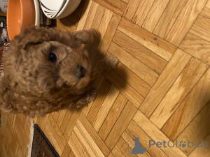 Фото №2 к объявлению №145000 о продаже пуделя (карликового) - купить в Швейцарии частное объявление