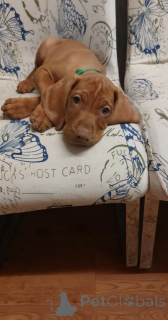 Фото №2 к объявлению №166495 о продаже венгерскую выжлу - купить в Германии частное объявление