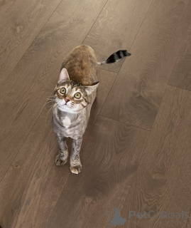 Фото №3. Обаятельная Ласка. Беларусь