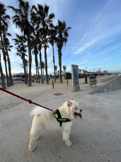 Фото №2 к объявлению №147039 о продаже чау-чау - купить в Испании 