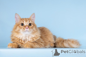 Фото №4. Продам  в Химках из приюта - цена Бесплатно