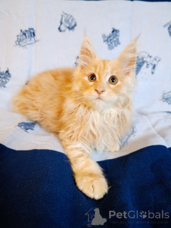 Дополнительные фото: Шикарные котята мальчики