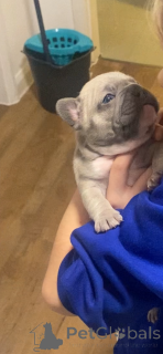 Фото №1. французский бульдог - купить в Город Теннесси за 44934₽. Объявление №161238