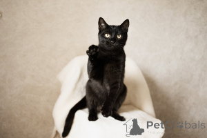 Фото №4. Продам  в Минске  - цена Бесплатно