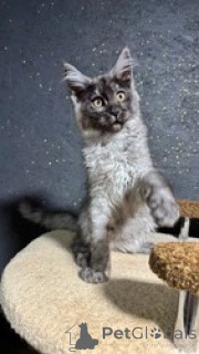 Фото №1. мейн-кун - купить в Рамштейн-Мизенбах за 51950₽. Объявление №163692