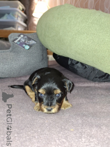 Фото №3. Чистокровные щенки Йоркширского Терьера.  Латвия