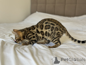 Фото №4. Продам бенгальскую в Boston частное объявление, из питомника, заводчик - цена договорная